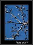 Файл=Planet_of_Mine__19_dendrity_CRW_1113.jpg
Объём=88KB
Размеры=545x740
Дата=Янв 07, 2007 Planet_of_Mine__19_dendrity_CRW_1113.jpg