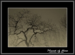 Файл=Planet_of_Mine__27_Mystic_trees_CP_CRW_1297_copy.jpg
Объём=107KB
Размеры=740x545
Дата=Янв 07, 2007 Planet_of_Mine__27_Mystic_trees_CP_CRW_1297_copy.jpg