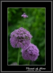 Файл=Planet_of_Mine__35_IMG_4639_semya_na_Progulke.jpg
Объём=92KB
Размеры=545x740
Дата=Янв 07, 2007 Planet_of_Mine__35_IMG_4639_semya_na_Progulke.jpg
