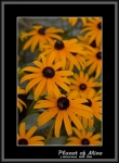 Файл=Planet_of_Mine__37_CRW_8428_orang_mech.jpg
Объём=94KB
Размеры=545x740
Дата=Янв 07, 2007 Planet_of_Mine__37_CRW_8428_orang_mech.jpg