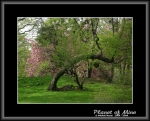 Файл=Planet_of_Mine__48_CentralParkKrivoeDerevo1114.jpg
Объём=166KB
Размеры=740x598
Дата=Янв 07, 2007 Planet_of_Mine__48_CentralParkKrivoeDerevo1114.jpg