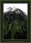 Frame_IMG_4760_2.jpg